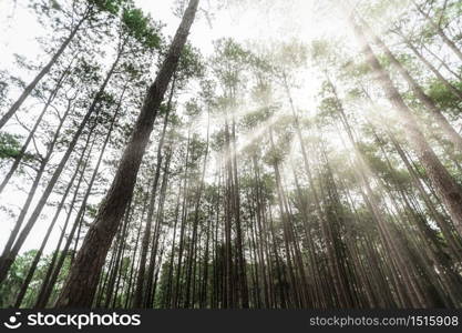 Perspective of looking up through tall forest trees towards the sky