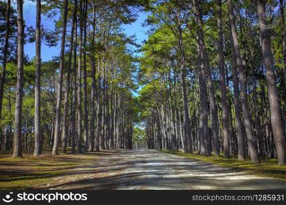 perspective of pine wood in Boh Kaew foresty plantation in chiangmai northern of thailand