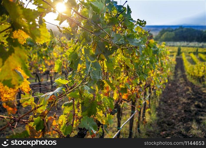 Perugia Vineyard on Lake Trasimeno in Umbria Italy