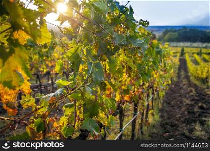 Perugia Vineyard on Lake Trasimeno in Umbria Italy