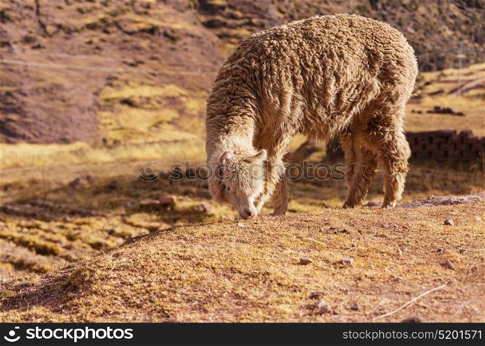 Peruvian alpaca in Andes