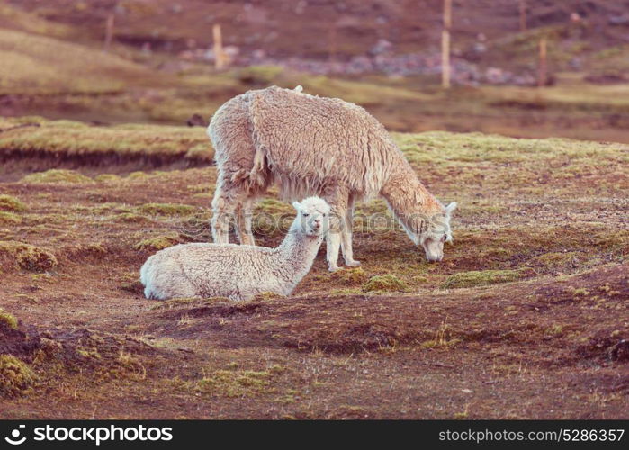 Peruvian alpaca in Andes