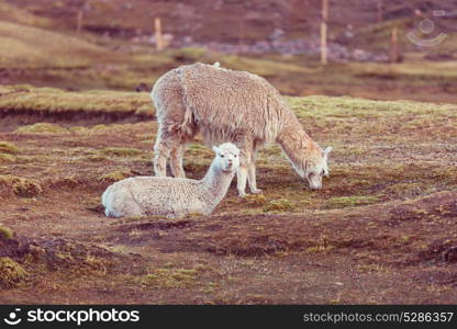 Peruvian alpaca in Andes