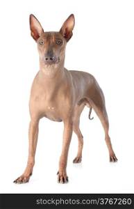 peruvian dog in front of white background