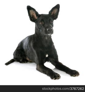 peruvian dog in front of white background