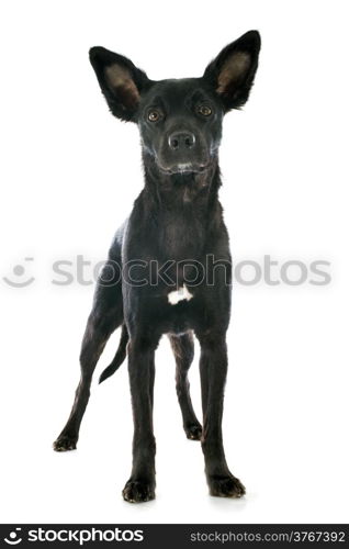 peruvian dog in front of white background