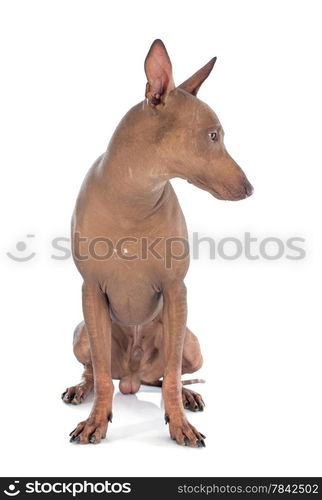 peruvian dog in front of white background