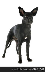 peruvian dog in front of white background