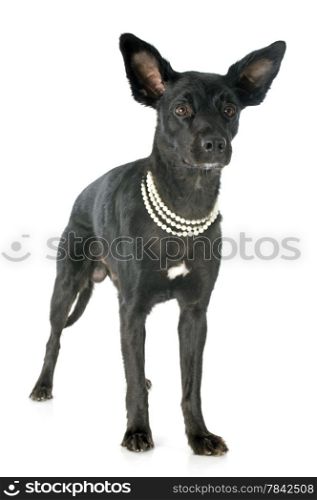 peruvian dog in front of white background