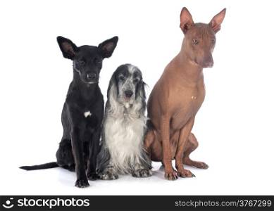 peruvian dogs and cocker in front of white background