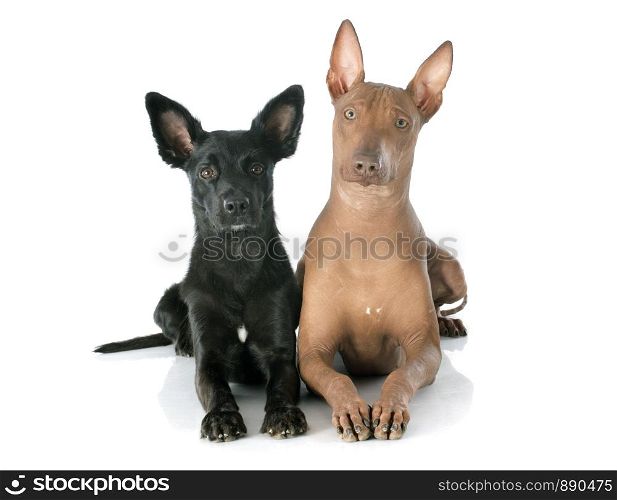 peruvian dogs in front of white background