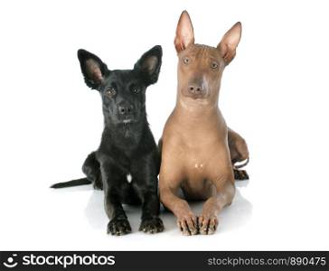 peruvian dogs in front of white background