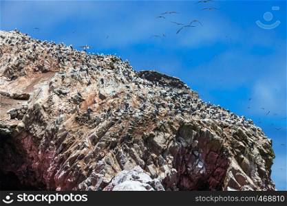 peruvian gannets on the rocks of Ballestas Islands