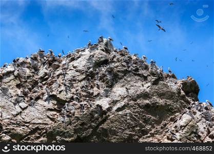 peruvian gannets on the rocks of Ballestas Islands