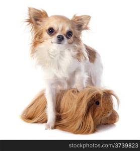 Peruvian Guinea Pig and chihuahua in front of white background
