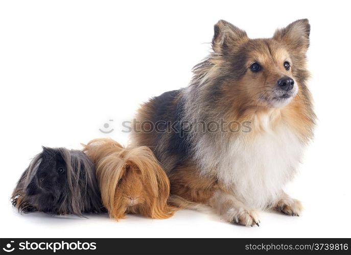 Peruvian Guinea Pig and shetland sheepdog in front of white background