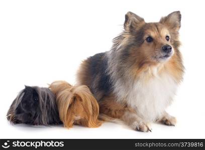 Peruvian Guinea Pig and shetland sheepdog in front of white background
