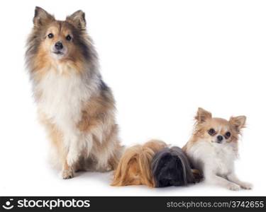 Peruvian Guinea Pig, chihuahua and shetland sheepdog in front of white background