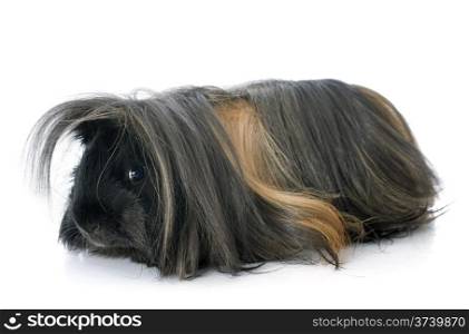 Peruvian Guinea Pig in front of white background