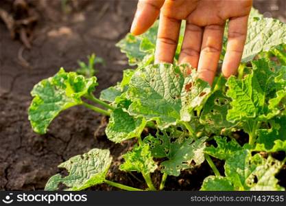 Pests such as worms and moths that destroy seedlings of growing plants.