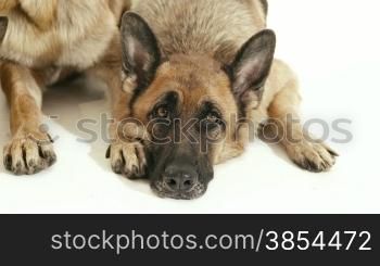 Pet, animal and behavior, three purebred alsatian dogs lying down on floor. Studio shot, dolly shot, white background. Part 5 of 14