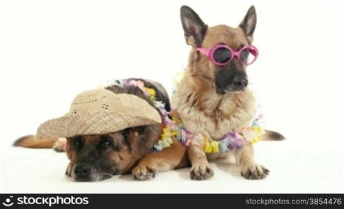 Pet, animal and behavior, two funny purebred alsatian dogs with hat and sunglasses. Studio shot, white background. Part 7 of 14