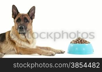 Pet, animal and nutrition, pedigreed german shepherd dog with bowl of food. Studio shot, white background. Part 13 of 14