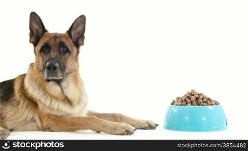 Pet, animal and nutrition, pedigreed german shepherd dog with bowl of food. Studio shot, white background. Part 13 of 14