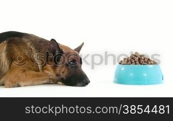 Pet, animal and nutrition, purebred alsatian dog with bowl of food. Studio shot, white background. Part 12 of 14