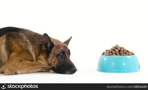Pet, animal and nutrition, purebred alsatian dog with bowl of food. Studio shot, white background. Part 12 of 14