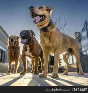 pet animals, brown dog playing