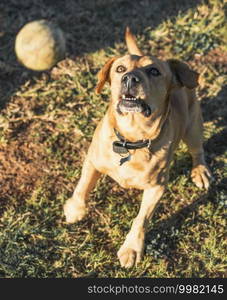 pet animals, brown dog playing