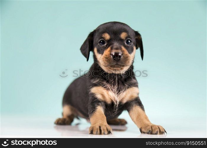 Pet, Cute puppy dog, animals concept