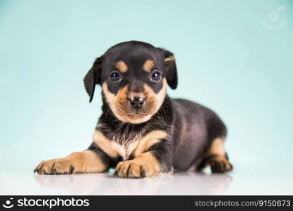 Pet, Cute puppy dog, animals concept