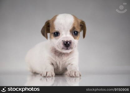 Pet, Cute puppy dog, animals concept