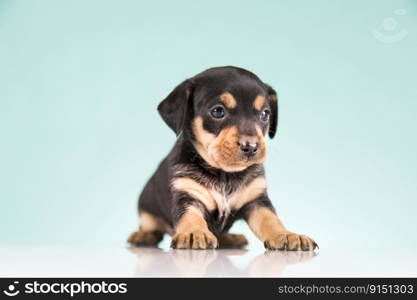 Pet, Cute puppy dog, animals concept