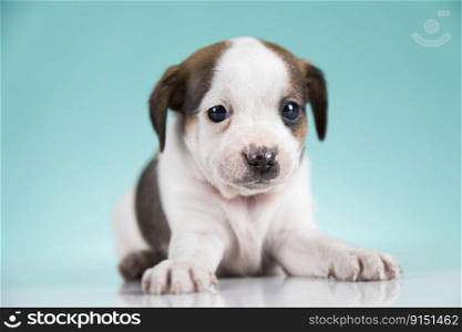 Pet, Cute puppy dog, animals concept