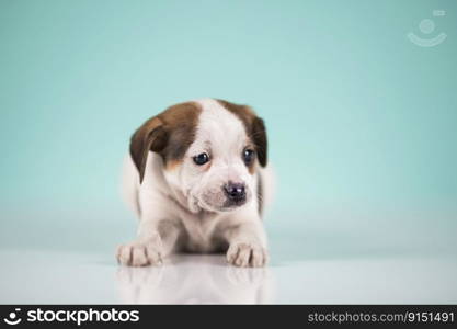 Pet, Cute puppy dog, animals concept