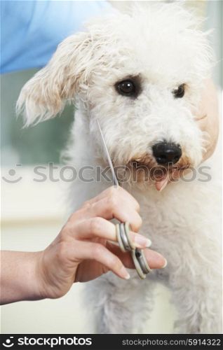Pet Dog Being Professionally Groomed In Salon