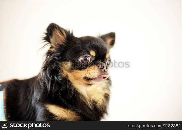 Pet dog of black with cute on white background.