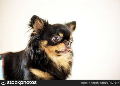 Pet dog of black with cute on white background.