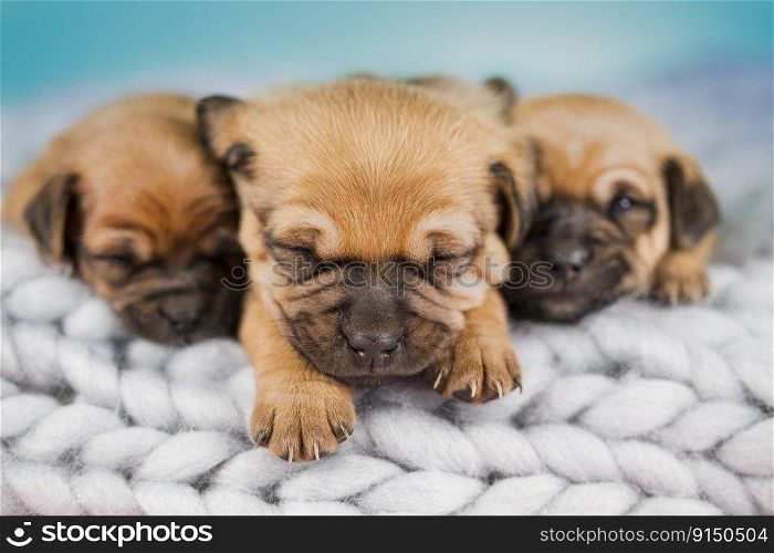Pet, dog puppy, sleeps on a blanket