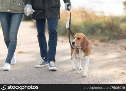 pet, domestic animal and people concept - couple walking with beagle dog on leash in autumn. couple walking with beagle dog on leash in autumn