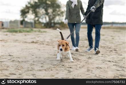 pet, domestic animal and people concept - couple walking with happy beagle dog on leash along autumn beach. couple with happy beagle dog on autumn beach