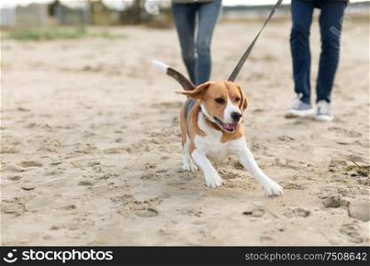 pet, domestic animal and people concept - couple walking with happy beagle dog on leash along autumn beach. couple with happy beagle dog on autumn beach