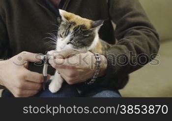 Pet owner with scissors cutting sharp claws to tricolor female cat at home