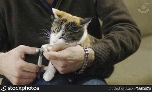 Pet owner with scissors cutting sharp claws to tricolor female cat at home