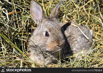 pet rabbit on a background of dry grass