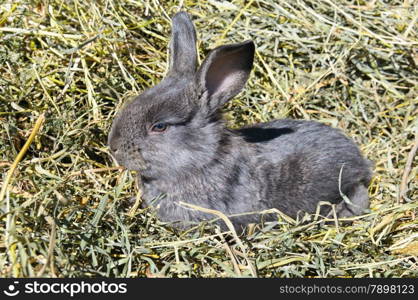 pet rabbit on a background of dry grass