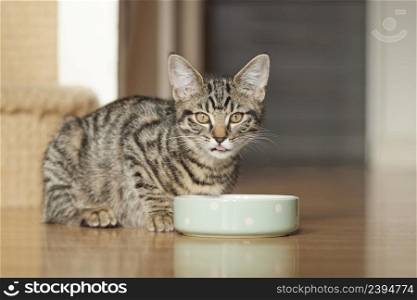 Pet Tabby Cat Or Kitten Eating Food From Bowl At Home